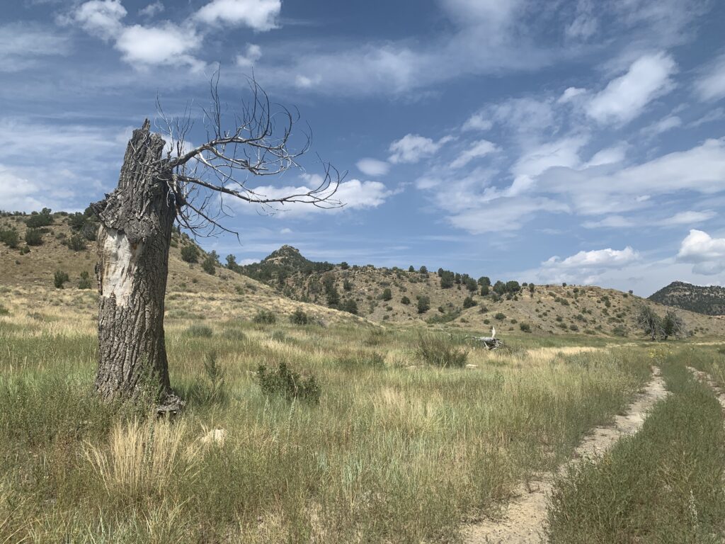 The Nature Conservancy is on track to purchase the Dawson Elk Valley Ranch, the original townsite for the old coal town. (Photo by Nick Pappas)